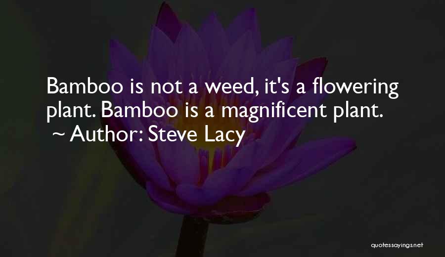 Bamboo Quotes By Steve Lacy