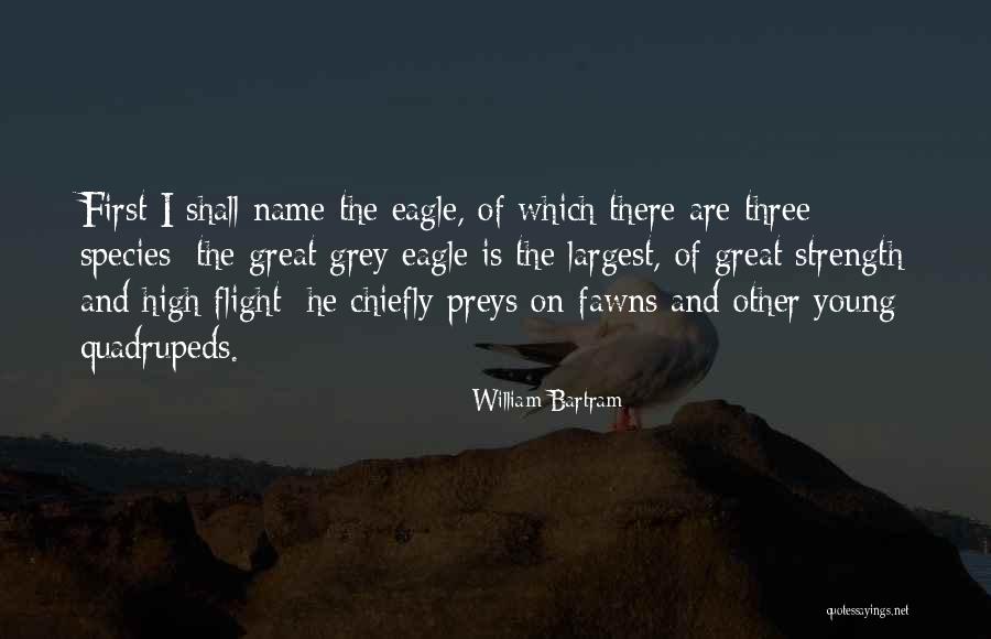 Basiliani Otranto Quotes By William Bartram Basiliani Otranto Quotes By William Bartram