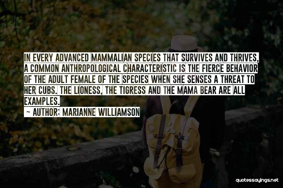 Bear Cubs Quotes By Marianne Williamson
