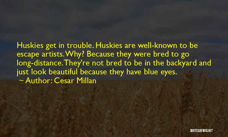 Beautiful Blue Eyes Quotes By Cesar Millan