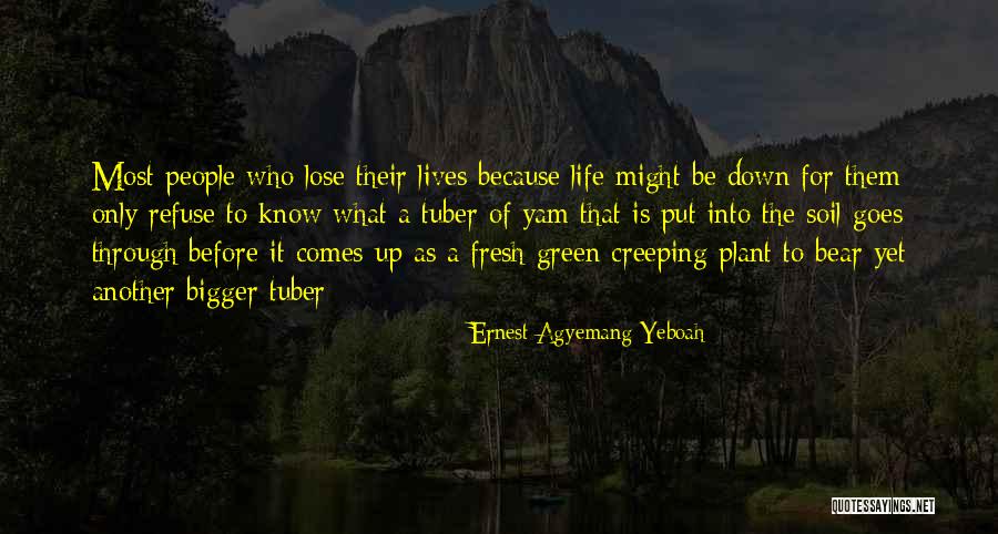 Beautiful Chrysanthemum Quotes By Ernest Agyemang Yeboah Beautiful Chrysanthemum Quotes By Ernest Agyemang Yeboah