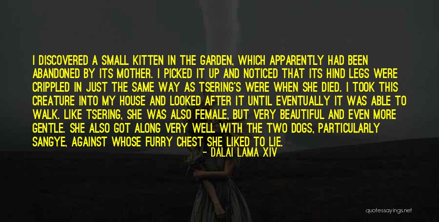 Beautiful Kittens Quotes By Dalai Lama XIV Beautiful Kittens Quotes By Dalai Lama XIV