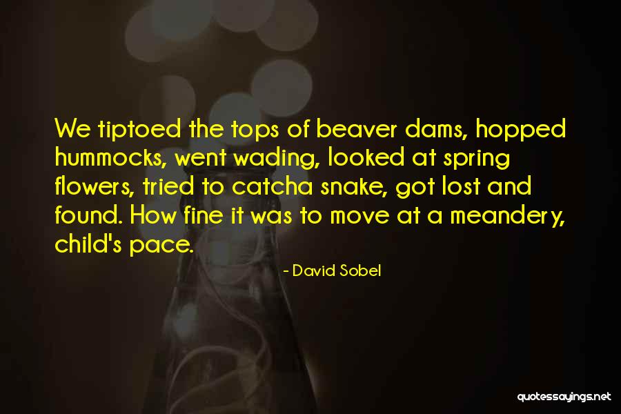 Beaver Quotes By David Sobel Beaver Quotes By David Sobel
