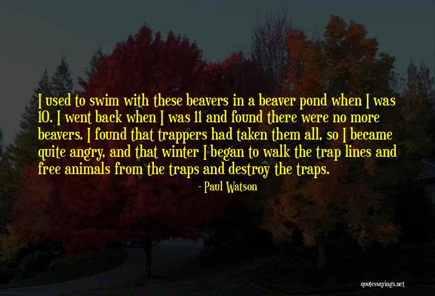 Beaver Quotes By Paul Watson Beaver Quotes By Paul Watson