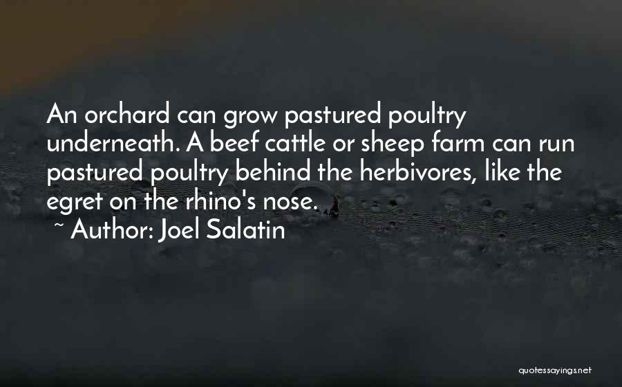 Beef Cattle Quotes By Joel Salatin