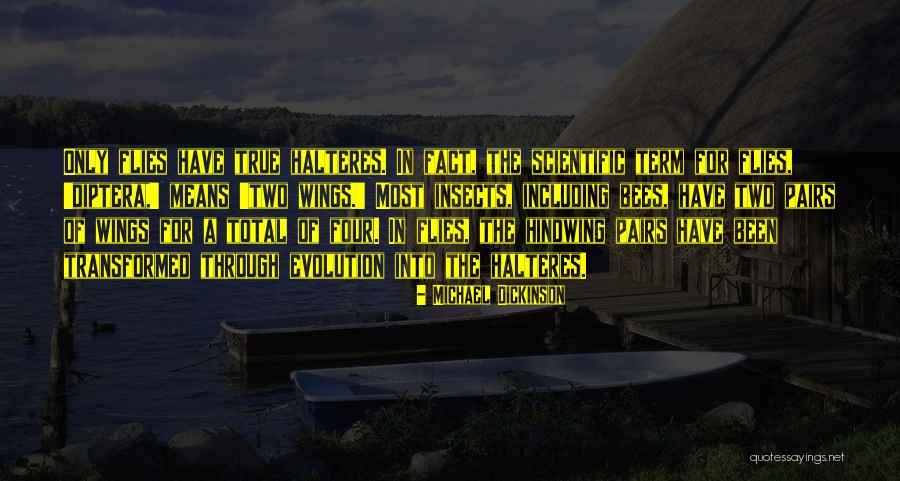 Bees Wings Quotes By Michael Dickinson Bees Wings Quotes By Michael Dickinson