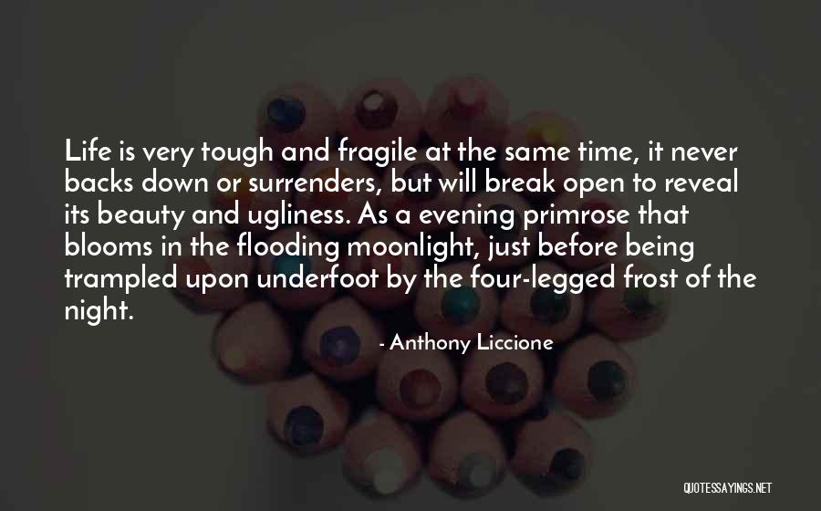 Being Fragile Quotes By Anthony Liccione Being Fragile Quotes By Anthony Liccione