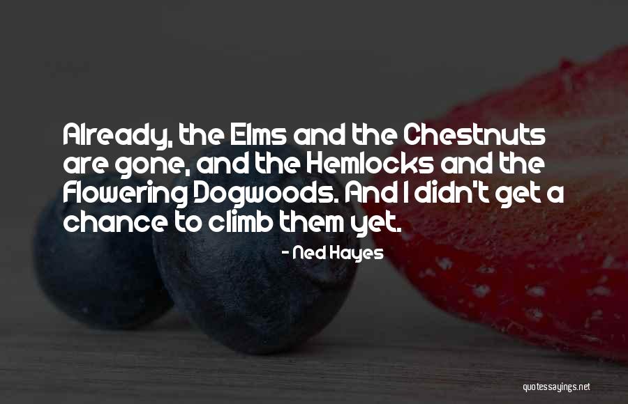 Belittle Your Dreams Quotes By Ned Hayes Belittle Your Dreams Quotes By Ned Hayes
