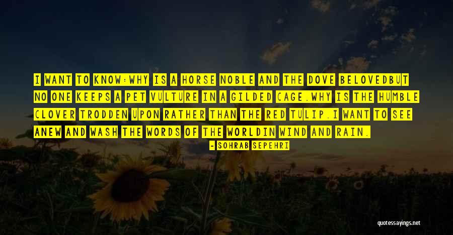 Beloved Pet Quotes By Sohrab Sepehri Beloved Pet Quotes By Sohrab Sepehri