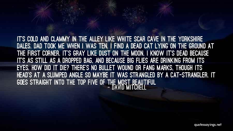 Big Cat Quotes By David Mitchell Big Cat Quotes By David Mitchell