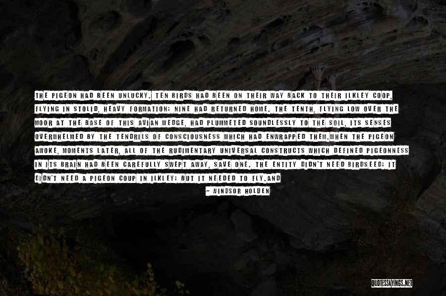 Birds And Flying Quotes By Windsor Holden Birds And Flying Quotes By Windsor Holden