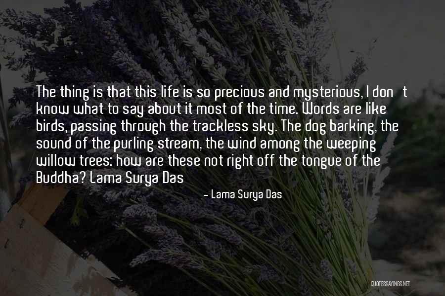 Birds And Life Quotes By Lama Surya Das