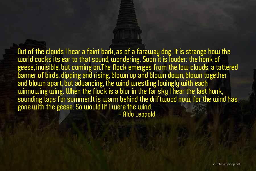 Birds Sky Quotes By Aldo Leopold Birds Sky Quotes By Aldo Leopold