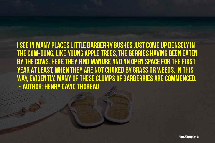 Bjorg Almond Quotes By Henry David Thoreau