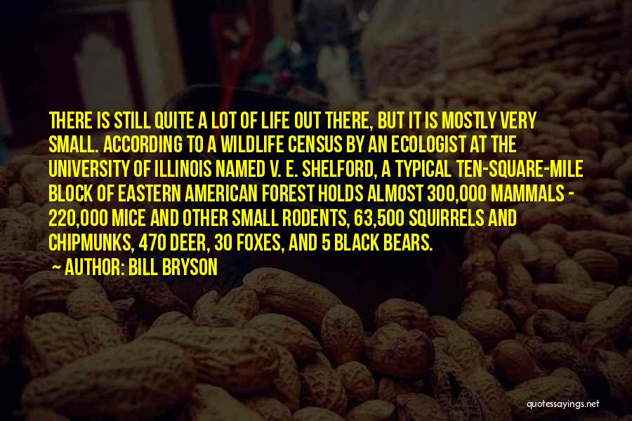 Black Bears Quotes By Bill Bryson