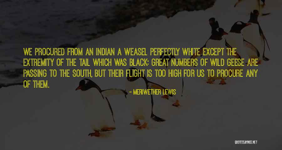 Black Lewis Quotes By Meriwether Lewis