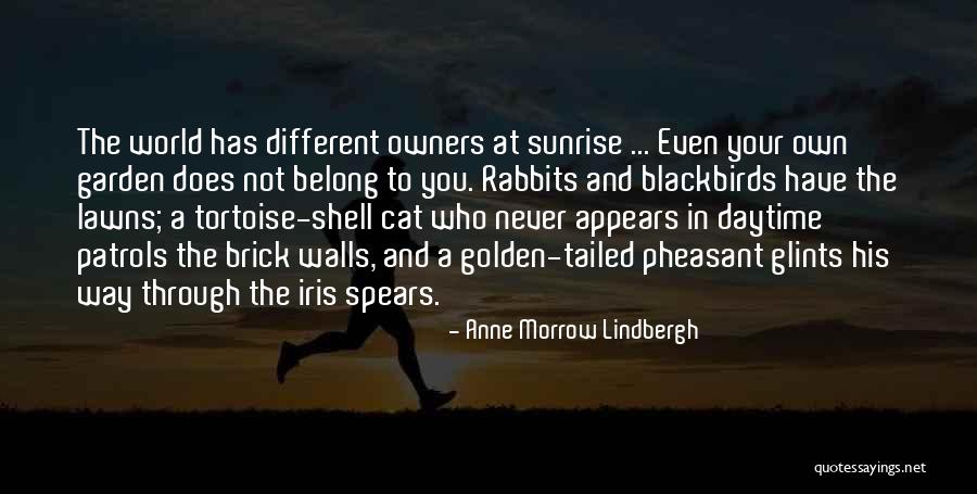 Blackbirds Quotes By Anne Morrow Lindbergh Blackbirds Quotes By Anne Morrow Lindbergh