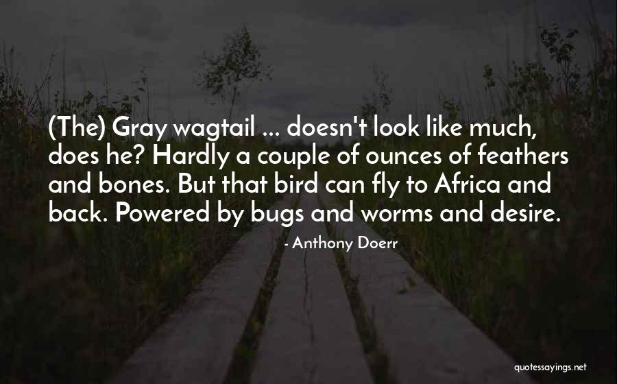 Blowdrying Schnauzers Quotes By Anthony Doerr Blowdrying Schnauzers Quotes By Anthony Doerr