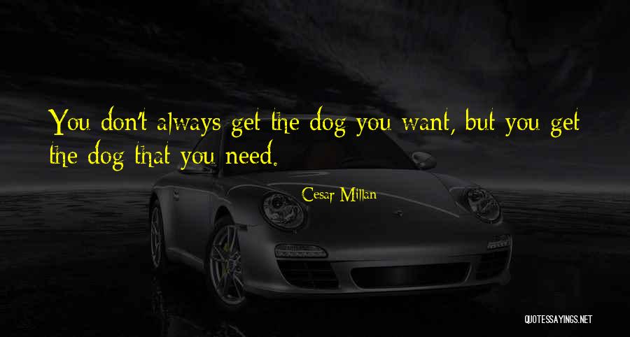 Blutarsky Get The Quotes By Cesar Millan Blutarsky Get The Quotes By Cesar Millan