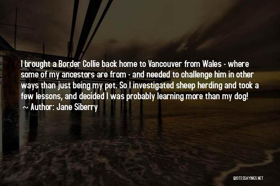 Border Collie Quotes By Jane Siberry