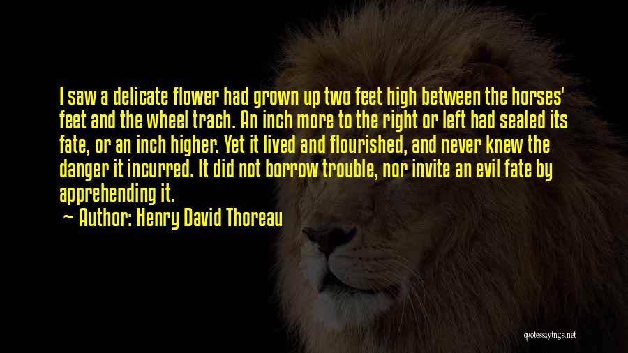 Borrow Life Quotes By Henry David Thoreau