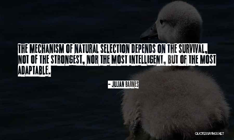 Bouchouata Quotes By Julian Barnes Bouchouata Quotes By Julian Barnes