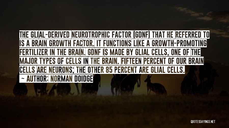 Brain Functions Quotes By Norman Doidge