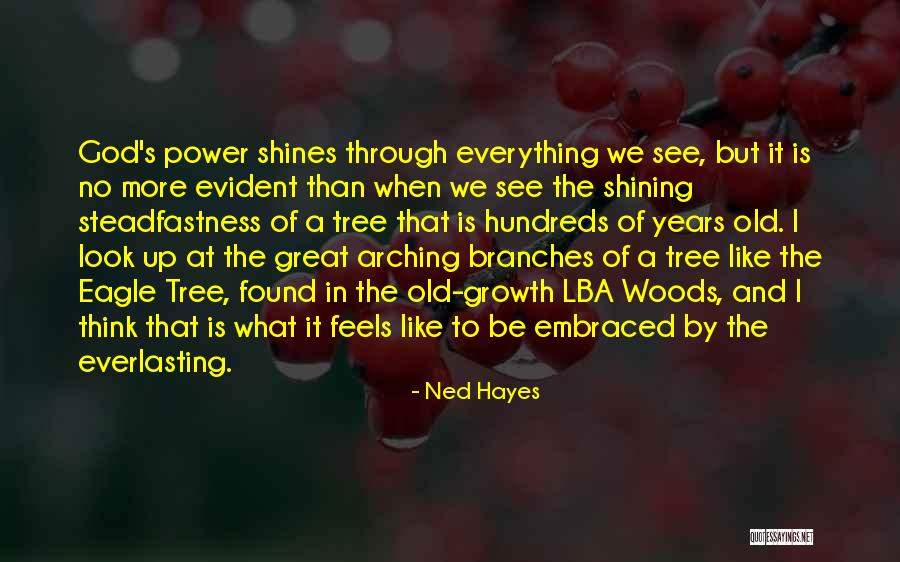 Branches Of A Tree Quotes By Ned Hayes Branches Of A Tree Quotes By Ned Hayes
