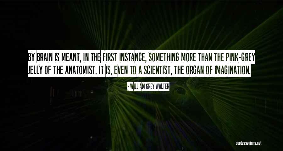 Brnciceva 5 Quotes By William Grey Walter Brnciceva 5 Quotes By William Grey Walter