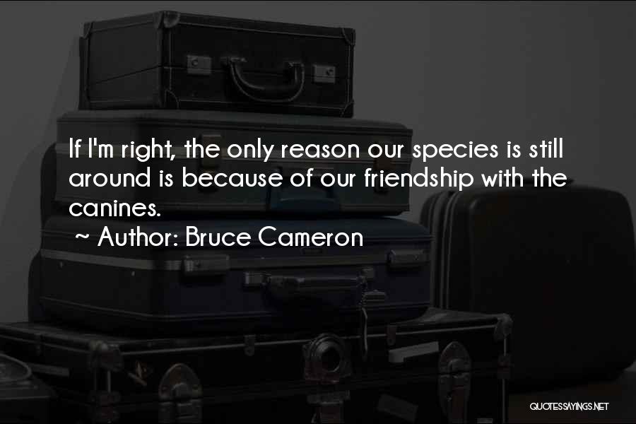 Bruce Cameron Quotes 303797