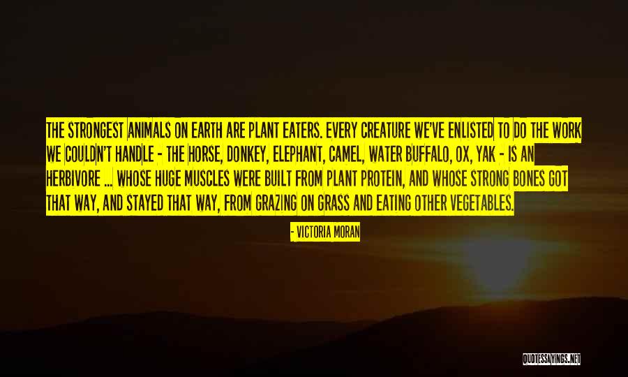 Buffalo Animal Quotes By Victoria Moran Buffalo Animal Quotes By Victoria Moran