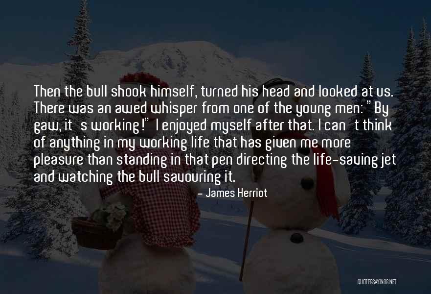 Bull Quotes By James Herriot Bull Quotes By James Herriot