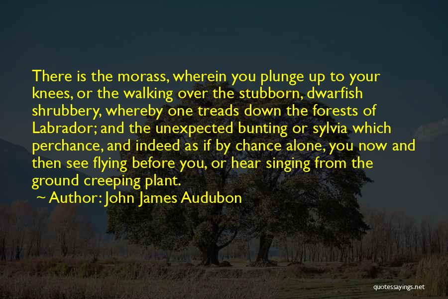 Bunting Quotes By John James Audubon