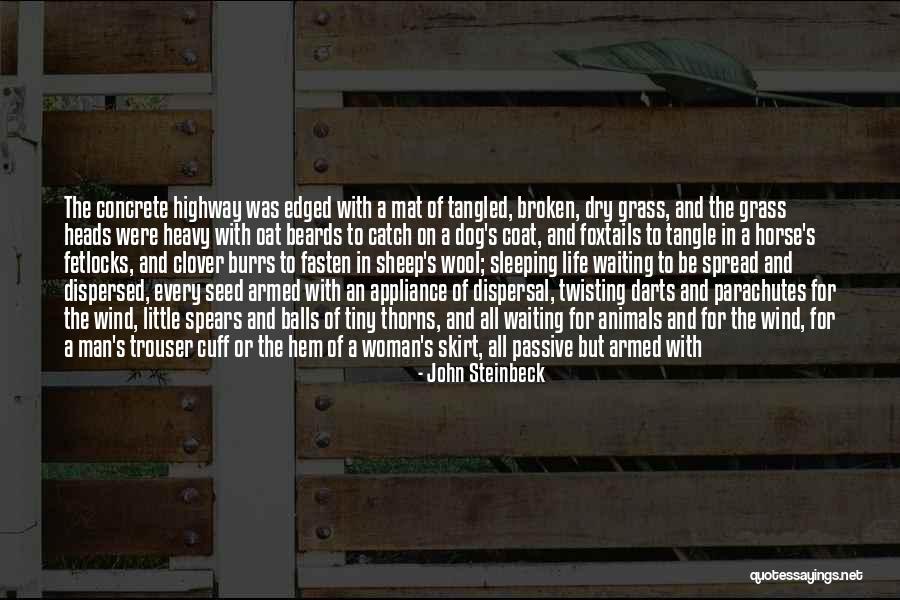 Burrs In Dog Quotes By John Steinbeck Burrs In Dog Quotes By John Steinbeck