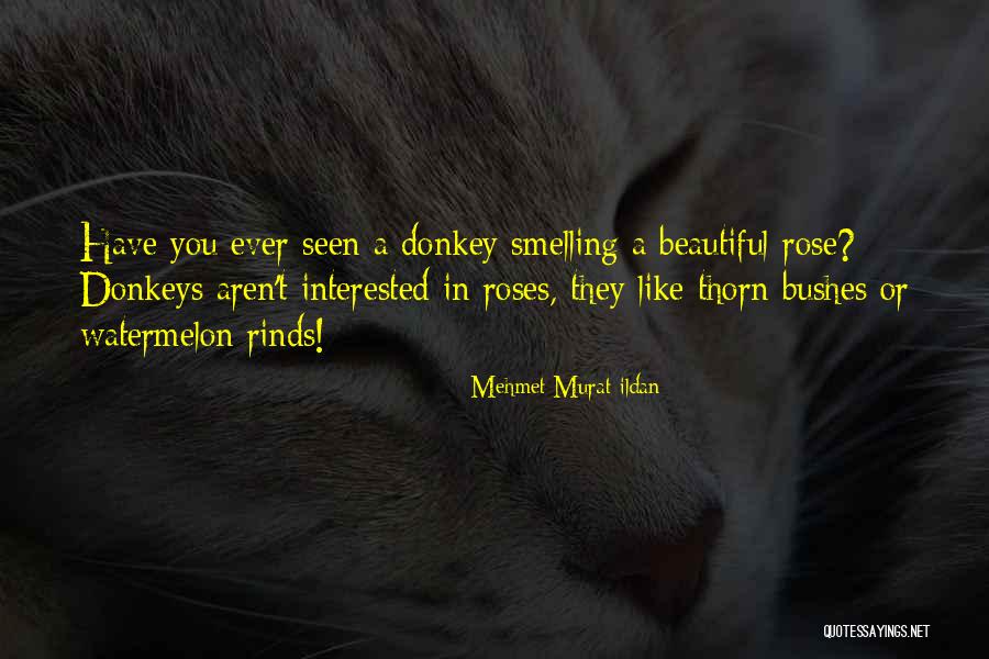 Burrunjor Quotes By Mehmet Murat Ildan Burrunjor Quotes By Mehmet Murat Ildan