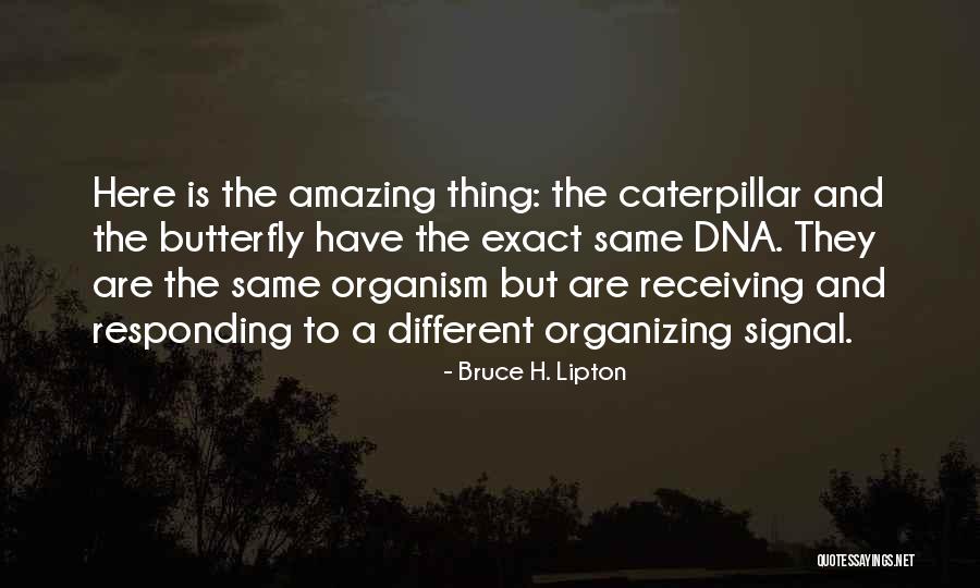 Butterfly And Caterpillar Quotes By Bruce H. Lipton