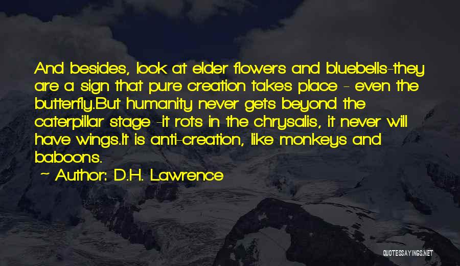 Butterfly And Caterpillar Quotes By D.H. Lawrence