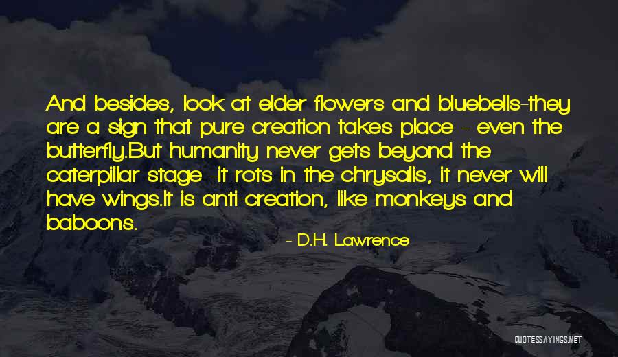 Butterfly And Caterpillar Quotes By D.H. Lawrence