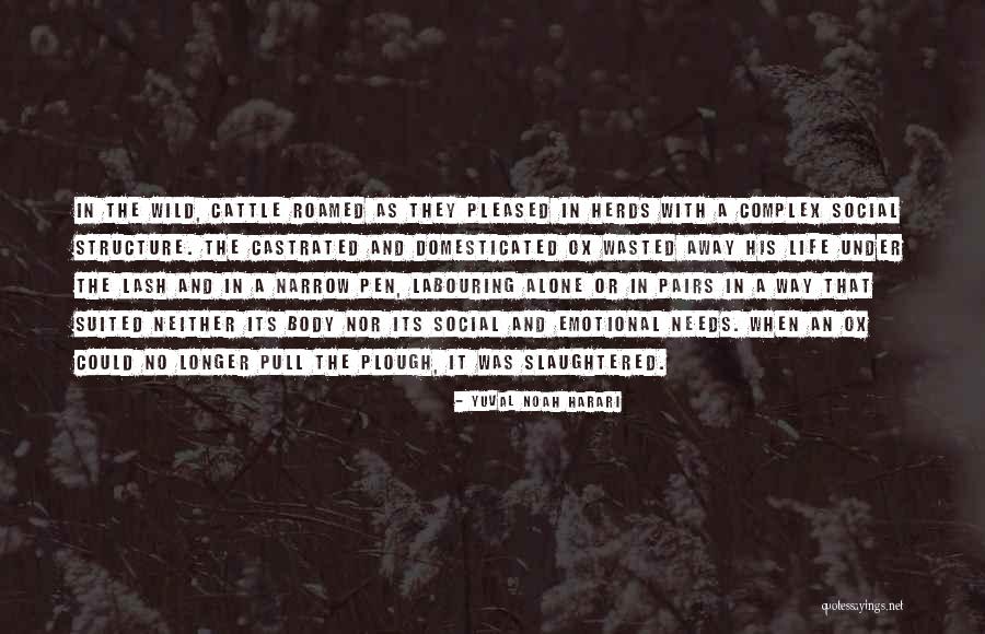 Calligraphers Of Color Quotes By Yuval Noah Harari Calligraphers Of Color Quotes By Yuval Noah Harari