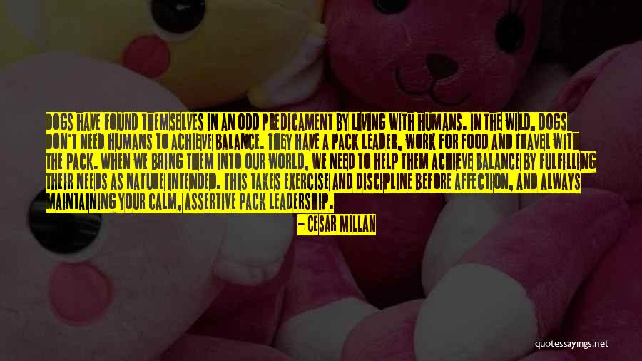 Calm Leadership Quotes By Cesar Millan