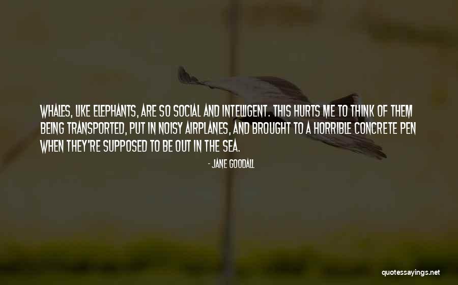 Calolo Codice Quotes By Jane Goodall Calolo Codice Quotes By Jane Goodall