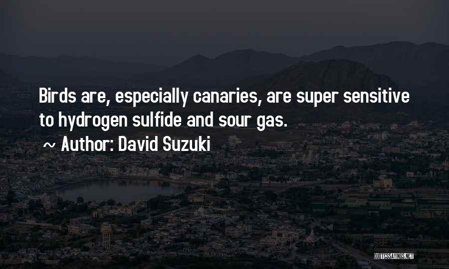 Canaries Quotes By David Suzuki