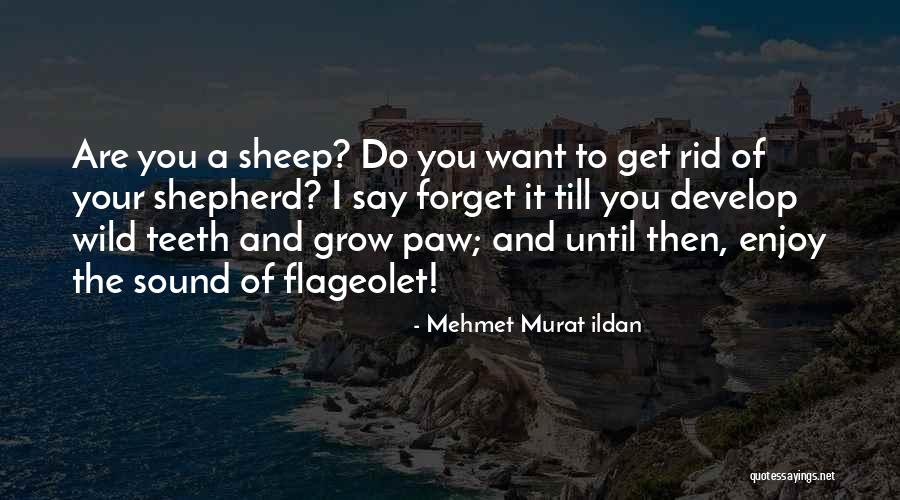 Candlewick Kennels Quotes By Mehmet Murat Ildan Candlewick Kennels Quotes By Mehmet Murat Ildan