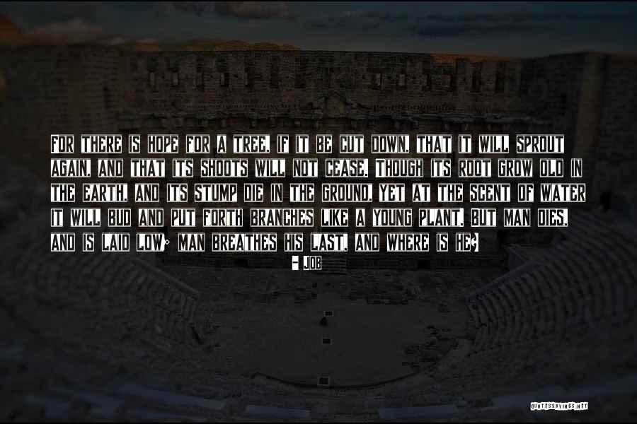 Canto Viii Quotes By Job Canto Viii Quotes By Job