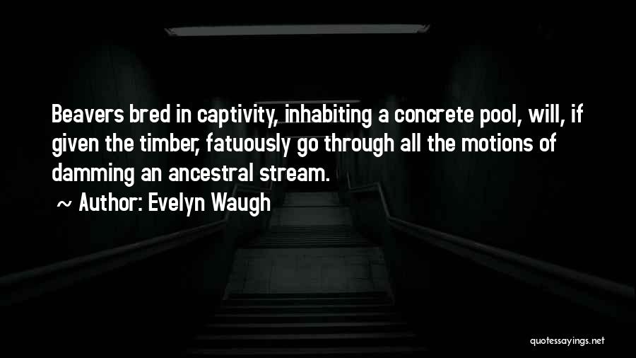 Captivity Quotes By Evelyn Waugh