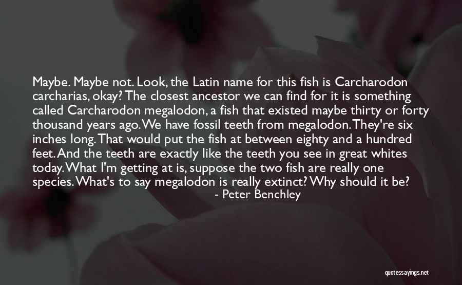 Carcharias Carcharodon Quotes By Peter Benchley Carcharias Carcharodon Quotes By Peter Benchley