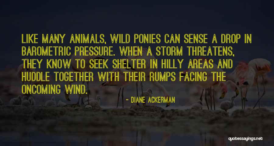 Casa De Quotes By Diane Ackerman Casa De Quotes By Diane Ackerman