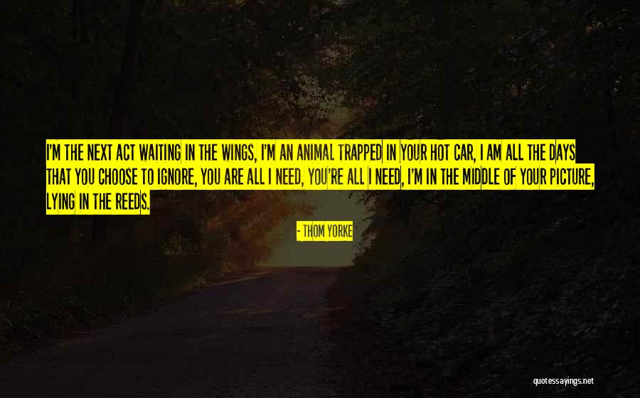Castellanos Contract Quotes By Thom Yorke Castellanos Contract Quotes By Thom Yorke