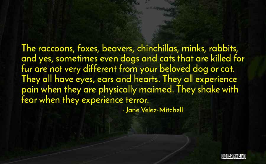 Cat And Dogs Quotes By Jane Velez-Mitchell Cat And Dogs Quotes By Jane Velez-Mitchell