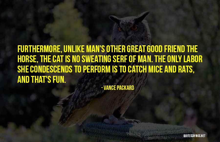 Cat And Mice Quotes By Vance Packard Cat And Mice Quotes By Vance Packard
